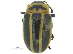 Image of Calligrapha (Bidensomela) californica Linell 1896