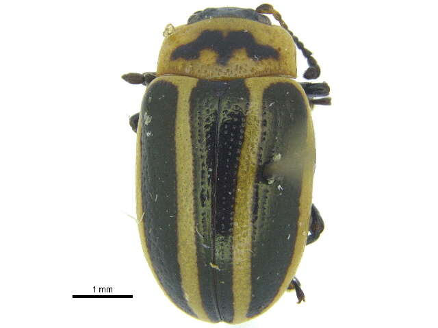 Image of Calligrapha (Bidensomela) californica Linell 1896