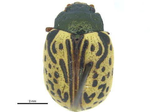 Image of Dogwood Calligrapha