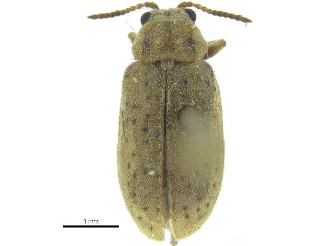 Monoxia consputa (J. L. Le Conte 1857)的圖片