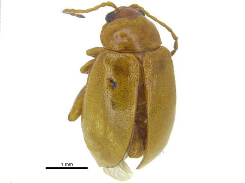 Image of Leaf beetle