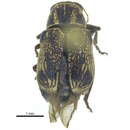 Слика од Pachybrachis melanostictus Suffrian 1852