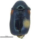 Image of Saxinis (Boreosaxinis) saucia saucia J. L. Le Conte 1857