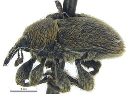 Image of Weevil