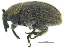 Image of Weevil