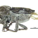 Image of Cylindrocopturus helianthus