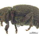 Image of Lepidophorus pumilus Buchanan 1936