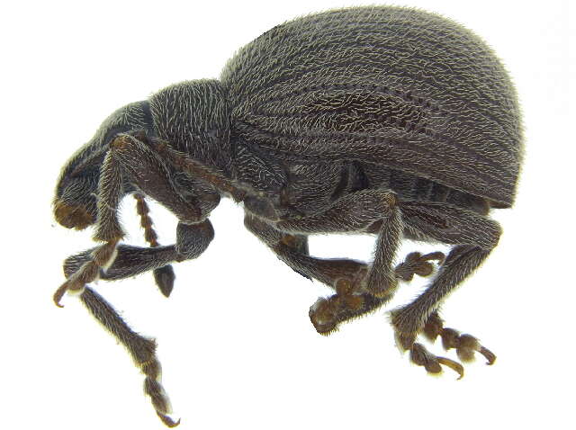 Image of Omias saccatus (Le Conte 1857)