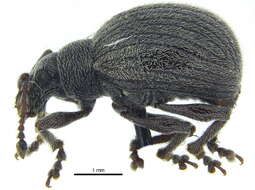 Image of Omias saccatus (Le Conte 1857)