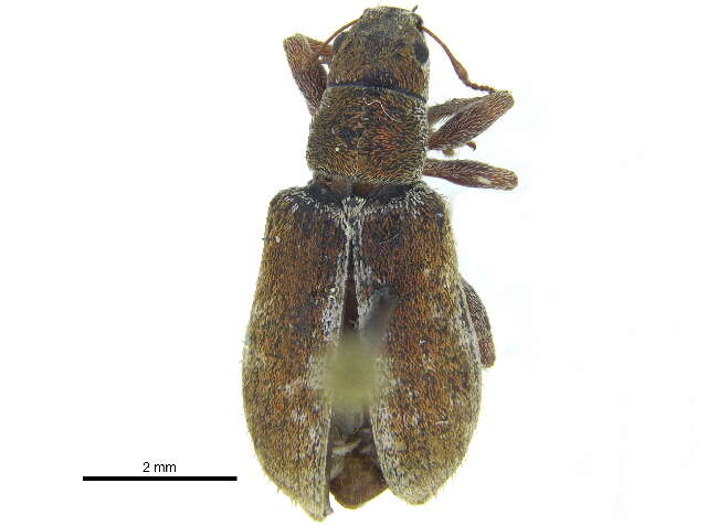 Image of <i>Pachyrhinus californicus</i>