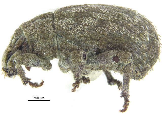 Plancia ëd <i>Romualdius bifoveolatus</i>