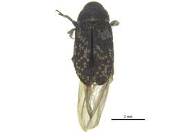 Image of Pseudohylesinus granulatus Swaine & J. M. 1918