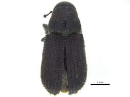 Image of Pseudohylesinus granulatus Swaine & J. M. 1918
