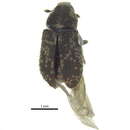 Image of Pseudohylesinus sericeus Wood & Bright 1992