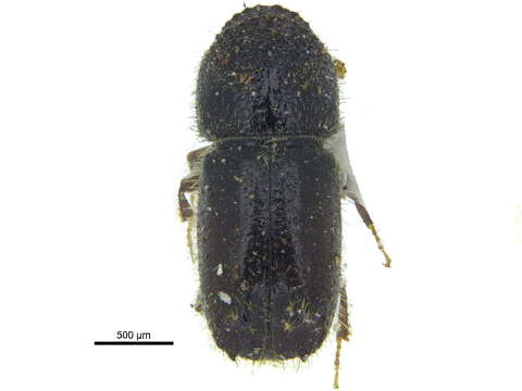 Image of Pityogenes plagiatus Bright 1976