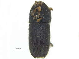 Image of Pityogenes plagiatus Bright 1976