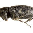 Image of Root weevil