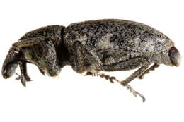 Image of Root weevil