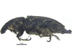 Image of Root weevil