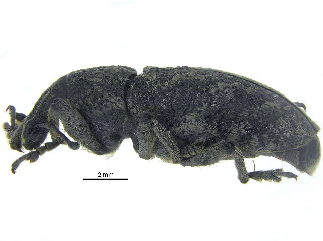 Image of Root weevil