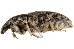 Image of Root weevil