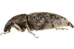 Image of Root weevil