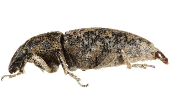 Image of Root weevil