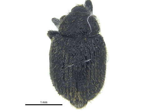 Image of Weevil