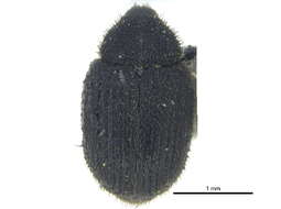 Image of Weevil