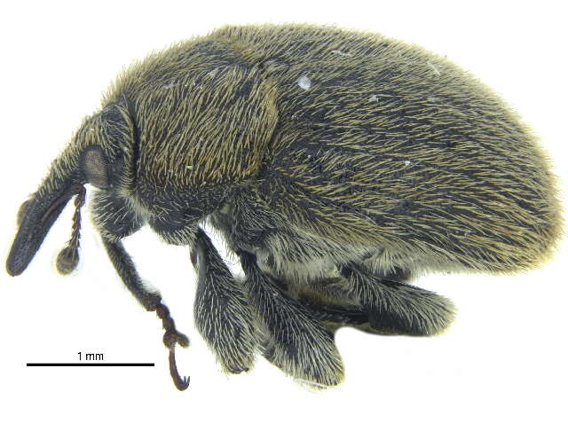 Image of Weevil