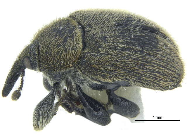 Image of Weevil