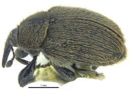 Image of Weevil