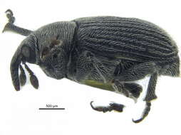 Image of Weevil