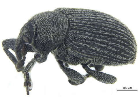 Image of Weevil