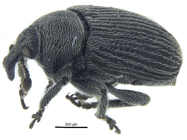 Rhinusa linariae (Panzer & G. W. F. 1795) resmi