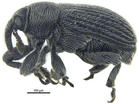 Image of Weevil