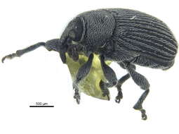 Image of Weevil