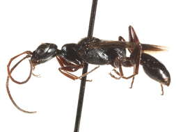 Image of cockroach wasps