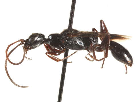 Image of Cockroach wasp