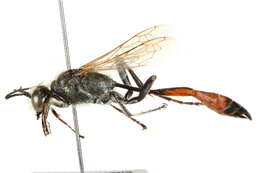 Слика од Ammophila aberti Haldeman 1852