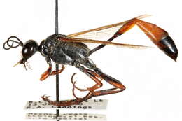 Слика од Ammophila aberti Haldeman 1852