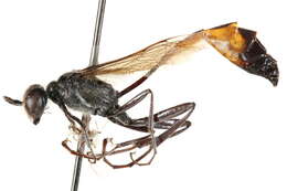 Image of Ammophila cleopatra Menke 1964