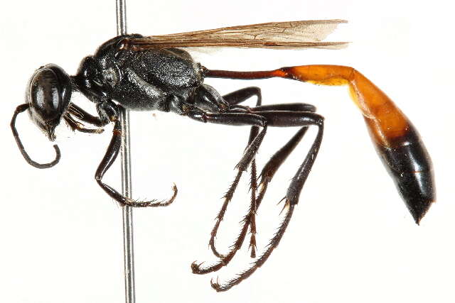 Image of Ammophila cleopatra Menke 1964