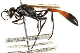 Image of Ammophila cleopatra Menke 1964