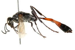 Image of Ammophila harti (Fernald 1931)