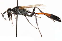 Image of Ammophila harti (Fernald 1931)