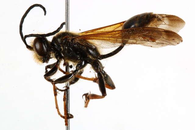 صورة Isodontia elegans (F. Smith 1856)