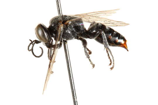 Image of Crabronid wasp