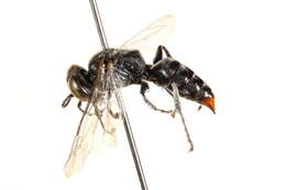 Image of Crabronid wasp