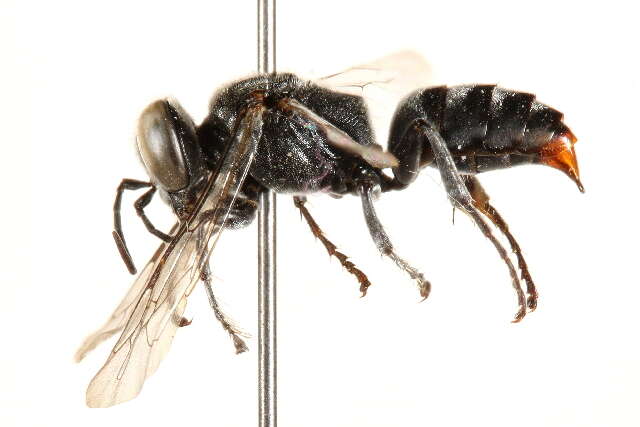 Image of Crabronid wasp